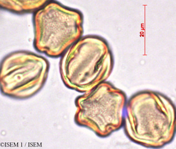 ISEM 1/Vitis_vinifera_29405/Vitis_vinifera_29405_0001(copy)_thumb.jpg